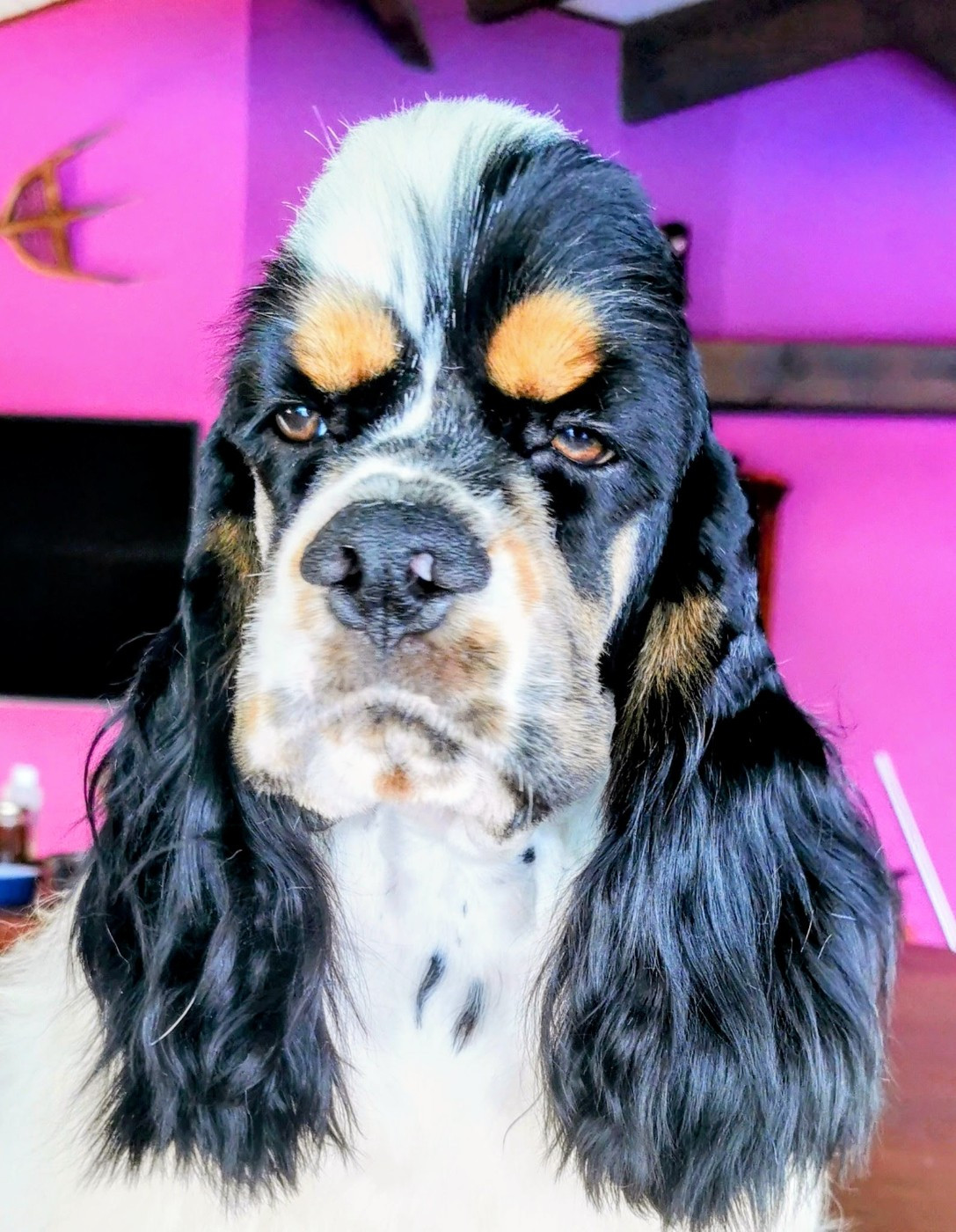 Socrate Madinina Of Anamericha Color Dream's